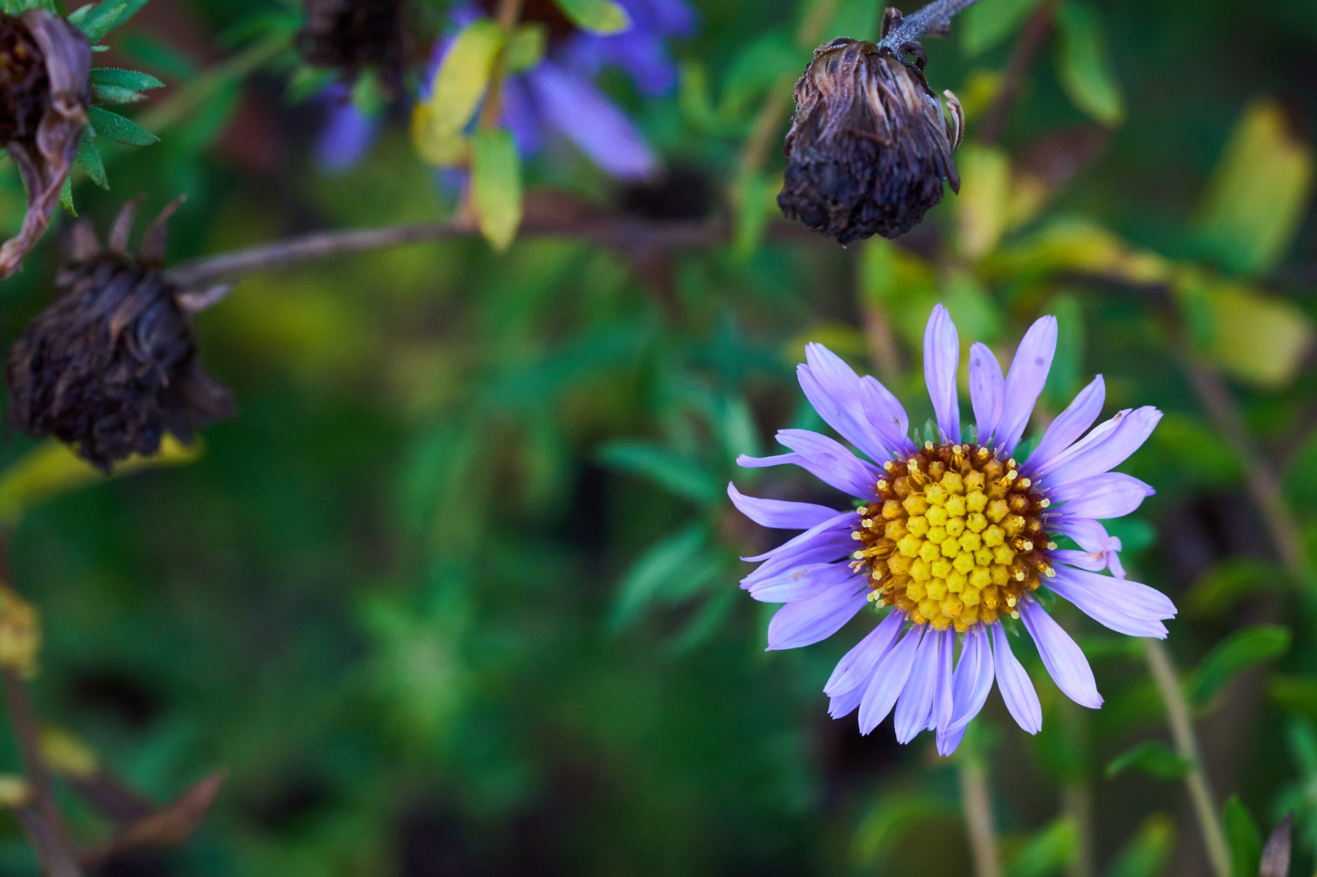 2025 11 02 Gruga 0060